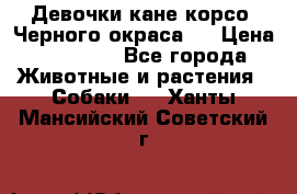 Девочки кане корсо. Черного окраса.  › Цена ­ 65 000 - Все города Животные и растения » Собаки   . Ханты-Мансийский,Советский г.